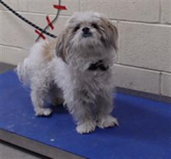 Shelter Stray Male Dog last seen Near BLOCK E 37TH AVE DENVER CO 80205, 1241 W Bayaud Ave, Denver, CO 80223, USA