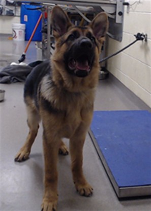 Shelter Stray Male Dog last seen Near BLOCK W BAYAUD AVE, DENVER CO 80223, 1241 W Bayaud Ave, Denver, CO 80223, USA