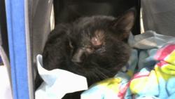 Shelter Stray Male Cat last seen MEADOW LANE BARTONVILLE, 2600 NE Perry Ave, Peoria, IL 61603, USA