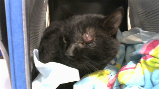 Shelter Stray Male Cat last seen MEADOW LANE BARTONVILLE, 2600 NE Perry Ave, Peoria, IL 61603, USA