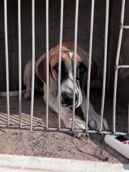 Shelter Stray Male Dog last seen Near BLOCK S CIMARRON RD, 2811 SE 29th St, Oklahoma City, OK 73129, USA