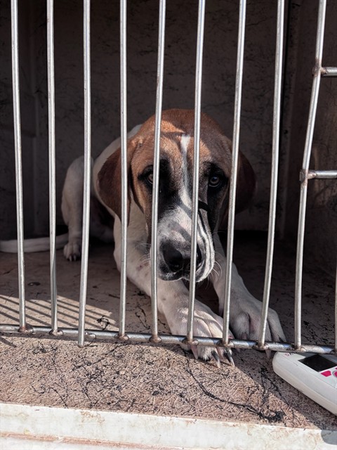 Shelter Stray Male Dog last seen Near BLOCK S CIMARRON RD, 2811 SE 29th St, Oklahoma City, OK 73129, USA