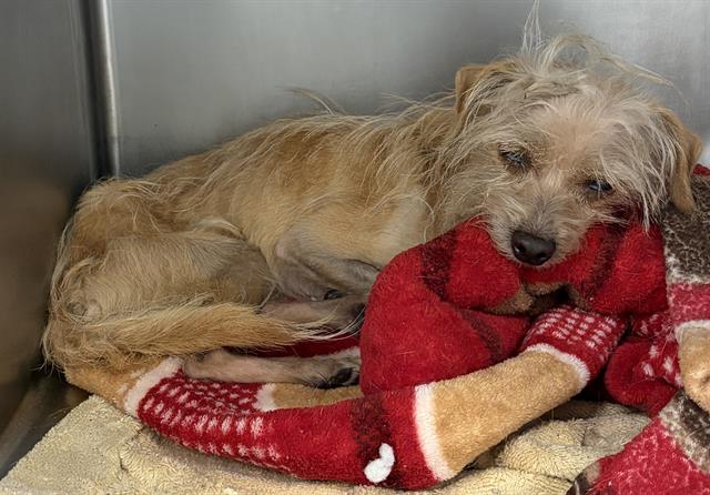 Shelter Stray Female Dog last seen , 4000 N Silverbell Rd, Tucson, AZ 85745, USA