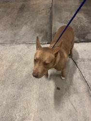 Shelter Stray Female Dog last seen Near BLOCK NW 83RD ST, 3599 NW 79th Ave, Doral, FL 33122, USA