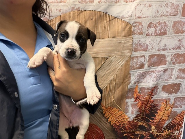 Shelter Stray Female Dog last seen GRAND CANAL DR 124 ST, 3599 NW 79th Ave, Doral, FL 33122, USA