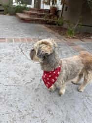 Reunited Unknown Dog last seen Morse, San Jose, CA 95126