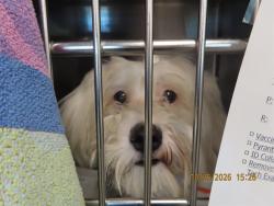Shelter Stray Female Dog last seen 67TH/ROOSEVELT, 5501 E Van Buren St, Phoenix, AZ 85008, USA