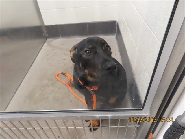 Shelter Stray Female Dog last seen Near BLOCK N 18TH AVE, 5501 E Van Buren St, Phoenix, AZ 85008, USA