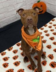 Shelter Stray Female Dog last seen Near BLOCK DEXTER AVE, DETROIT MI 48206, 1431 E Ferry St, Detroit, MI 48211, USA