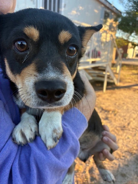 Shelter Stray Male Dog last seen 303RD AVE AND ROOSEVELT ST, 2500 S 27th Ave, Phoenix, AZ 85009, USA