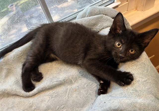 Shelter Stray Male Cat last seen Near BLOCK BASHFORD MANOR LN, 3528 Newburg Rd, Louisville, KY 40218, USA