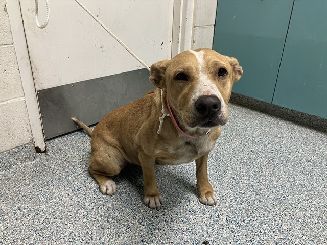 Shelter Stray Female Dog last seen Near BLK LEWIS AVE LONG BEACH CA 90805, 7700 E Spring St, Long Beach, CA 90815, USA