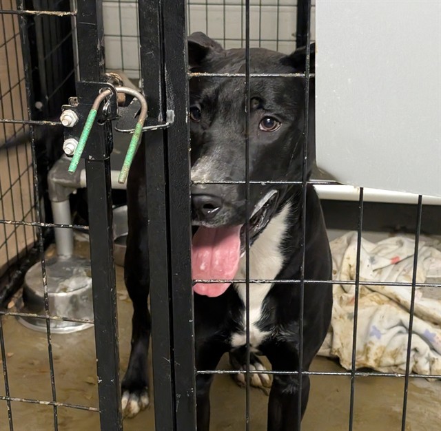 Shelter Stray Male Dog last seen SPANISH LAKE MO,63138, 10521 Baur Blvd, Olivette, MO 63132, USA