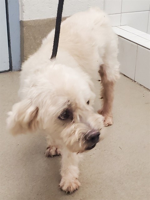 Shelter Stray Male Dog last seen Near BLOCK PINES BLVD, PEMBROKE PINES FL 33027, 2400 SW 42nd St, Fort Lauderdale, FL 33312, USA