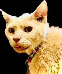 Lost Male Cat last seen Fox hill road and Nickerson boulevard, Hampton, VA 23669