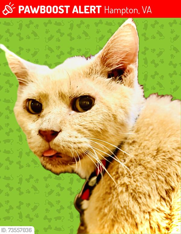 Lost Male Cat last seen Fox hill road and Nickerson boulevard, Hampton, VA 23669