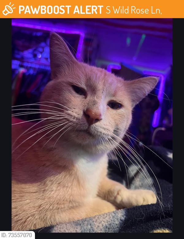 Found/Stray Male Cat last seen Spencer st, S Wild Rose Ln,  54914