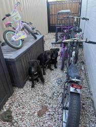 Found/Stray Female Dog last seen 57th ave Indian school, Phoenix, AZ 85031
