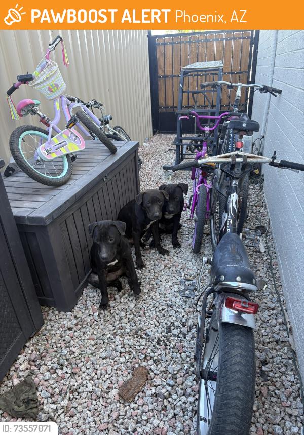 Found/Stray Female Dog last seen 57th ave Indian school, Phoenix, AZ 85031