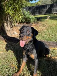 Lost Female Dog last seen Oak Grove Park, Miami, FL 33162