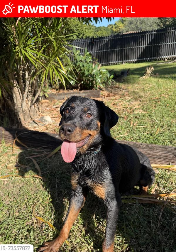 Lost Female Dog last seen Oak Grove Park, Miami, FL 33162
