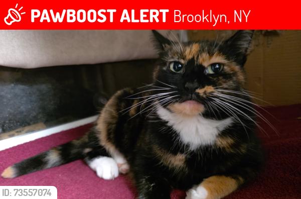 Lost Female Cat last seen Borough Park 40th Street, and 16th ave, Brooklyn, NY 11219