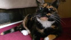 Lost Female Cat last seen Borough Park 40th Street, and 16th ave, Brooklyn, NY 11219