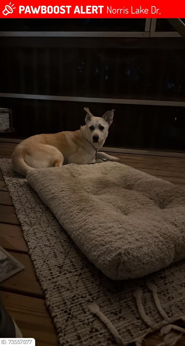 Lost Female Dog last seen Jane rd, Norris Lake Dr,  30039