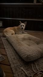 Lost Female Dog last seen Jane rd, Norris Lake Dr,  30039