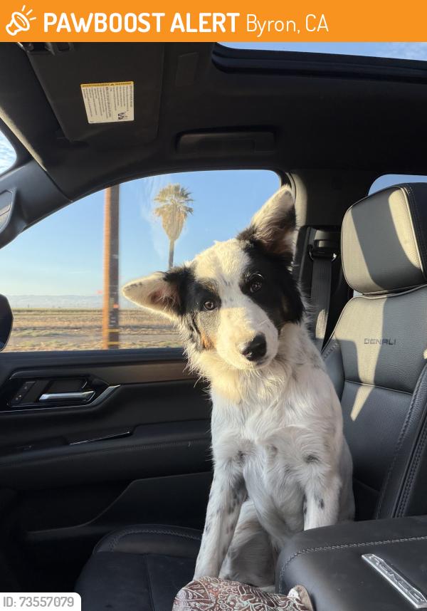 Found/Stray Unknown Dog last seen Bixler re, Byron, CA 94514