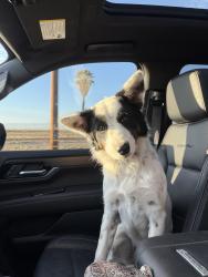 Found/Stray Unknown Dog last seen Bixler re, Byron, CA 94514