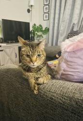 Reunited Male Cat last seen Kevin Dr and Willow Pass Rd, Bay Point, CA 94565