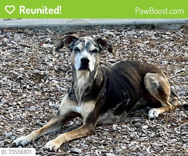 Reunited Female Dog last seen JB Gibson Park, Gibsonton, FL 33534