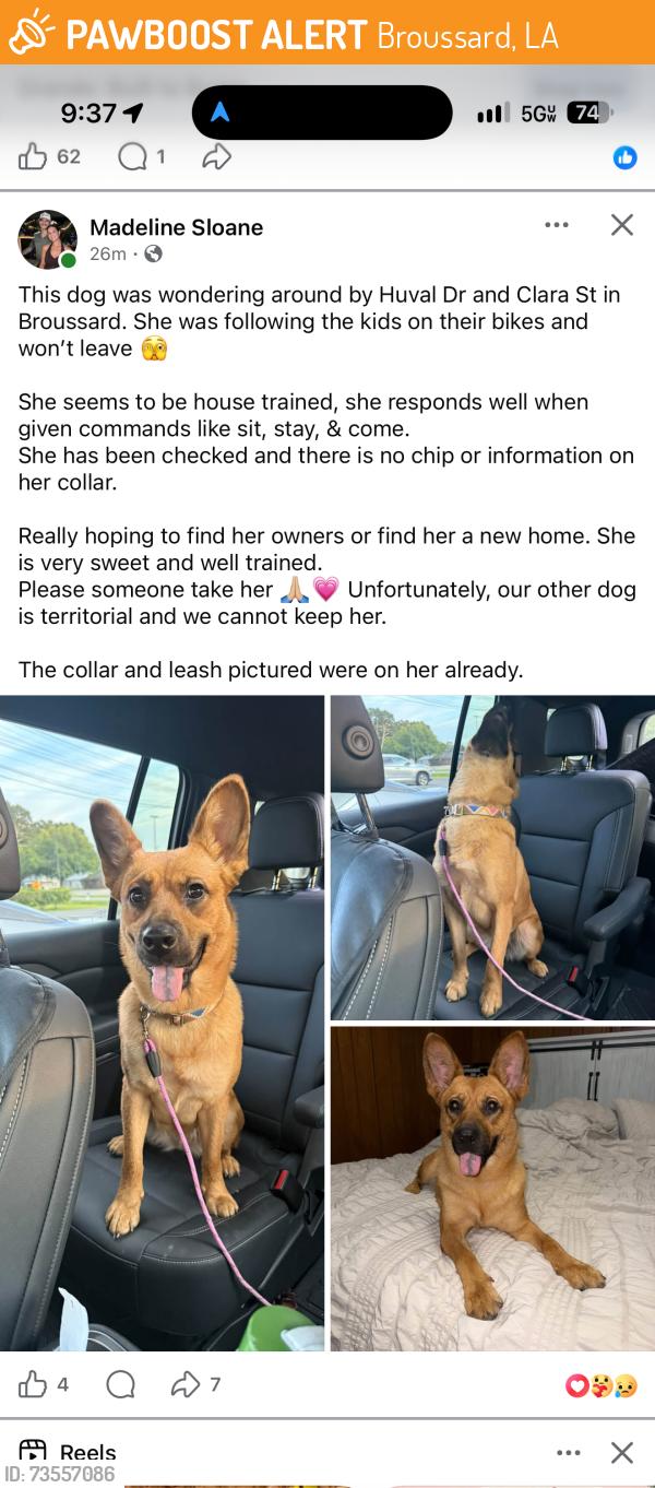 Found/Stray Female Dog last seen Clara, Broussard, LA 70518