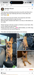 Found/Stray Female Dog last seen Clara, Broussard, LA 70518