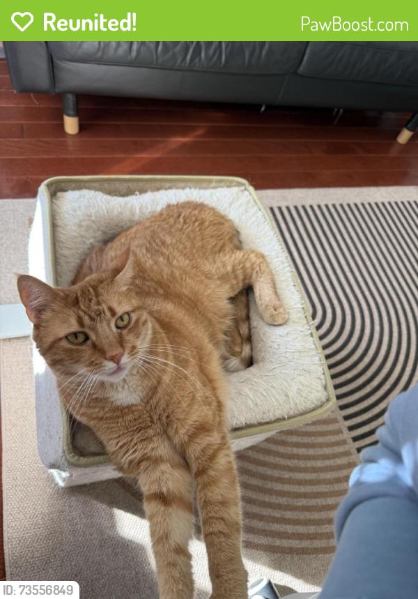 Reunited Male Cat last seen 5th st and Manton St, Philadelphia, PA 19147, Philadelphia, PA 19147