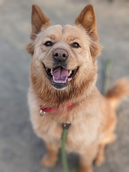 Shelter Stray Female Dog last seen Bluff Ridge Ln/Newman Rd, Fairfax County, VA, 4500 West Ox Rd, Fairfax, VA 22030, USA