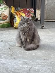 Reunited Female Cat last seen Bloomfield and Orange, Cypress, CA 90630