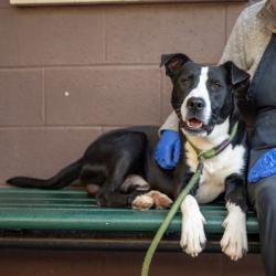 Shelter Stray Male Dog last seen Near Preston Drive, 30034, GA, 3280 Chamblee Dunwoody Rd, Chamblee, GA 30341, USA