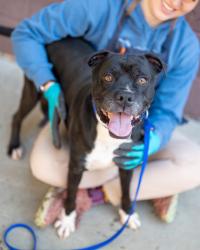 Shelter Stray Male Dog last seen Near Beverage Dr Stone Mountain, GA 30083, 30083, GA, 3280 Chamblee Dunwoody Rd, Chamblee, GA 30341, USA