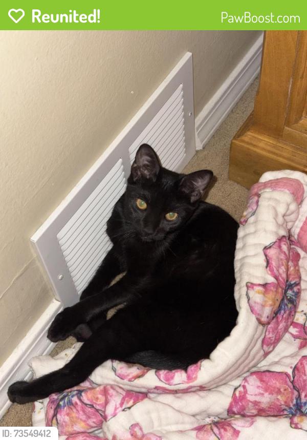 Reunited Female Cat last seen Madison and 26th st, Boise, ID 83702