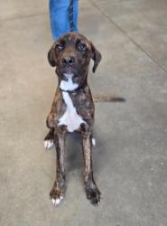 Shelter Stray Male Dog last seen Near McCallie Blvd NW, Atlanta, GA, 1251 Fulton Industrial Blvd NW, Atlanta, GA 30336, USA