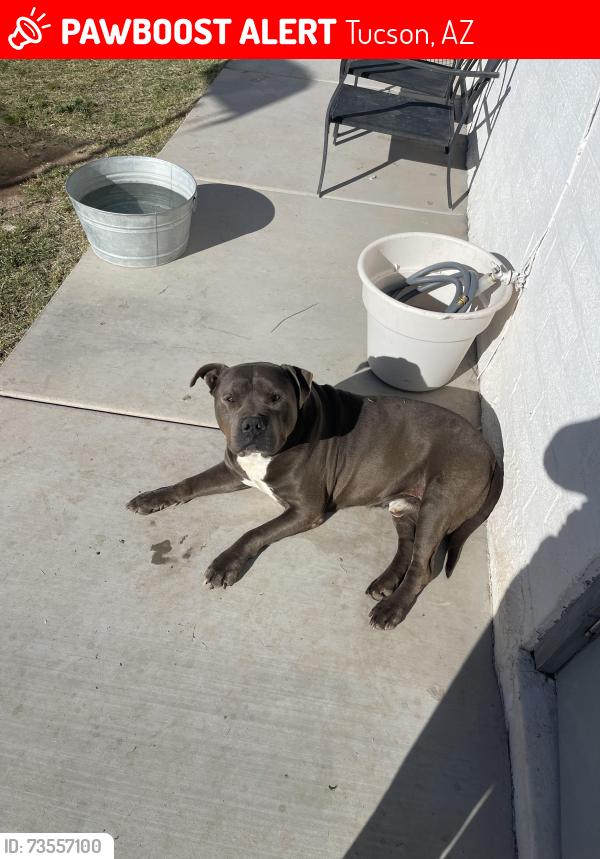 Lost Male Dog last seen Santa Clara and Mission Manor, Tucson, AZ 85706