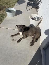 Lost Male Dog last seen Santa Clara and Mission Manor, Tucson, AZ 85706