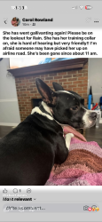 Reunited Female Dog last seen Near airline road, Airline Rd,  29624