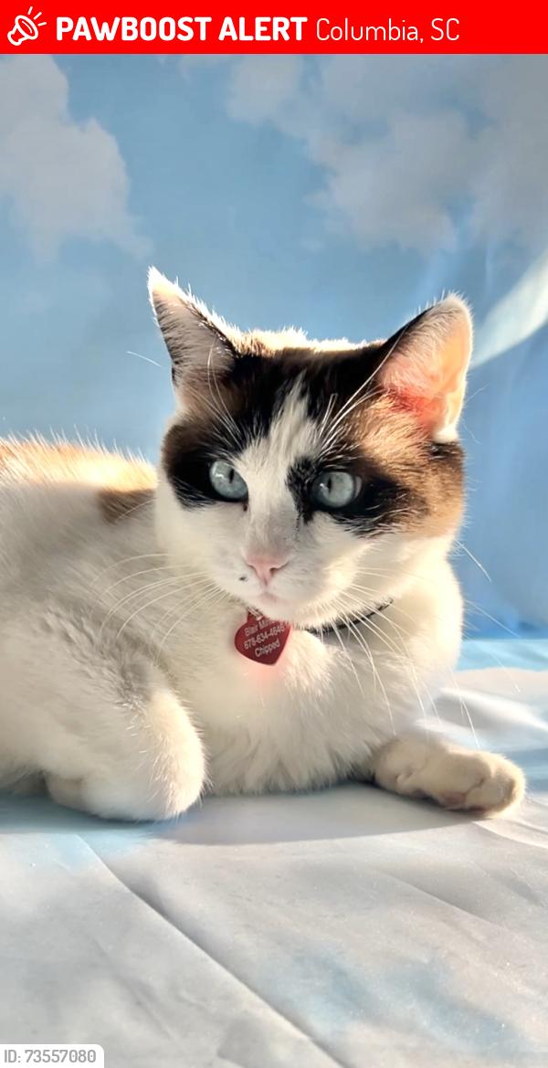 Lost Female Cat last seen Spartan Drive - Saluda Shoals Park, Columbia, SC 29212