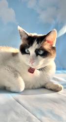 Lost Female Cat last seen Spartan Drive - Saluda Shoals Park, Columbia, SC 29212
