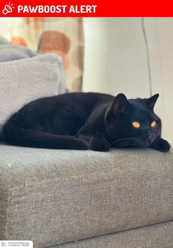 Lost Male Cat last seen Near elton court Ha03bb, Greater London, England HA0 3BB