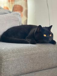 Lost Male Cat last seen Near elton court Ha03bb, Greater London, England HA0 3BB