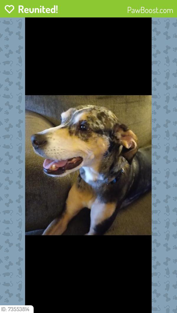 Reunited Female Dog last seen Near Gibsonton Drive, Gibsonton, FL 33534